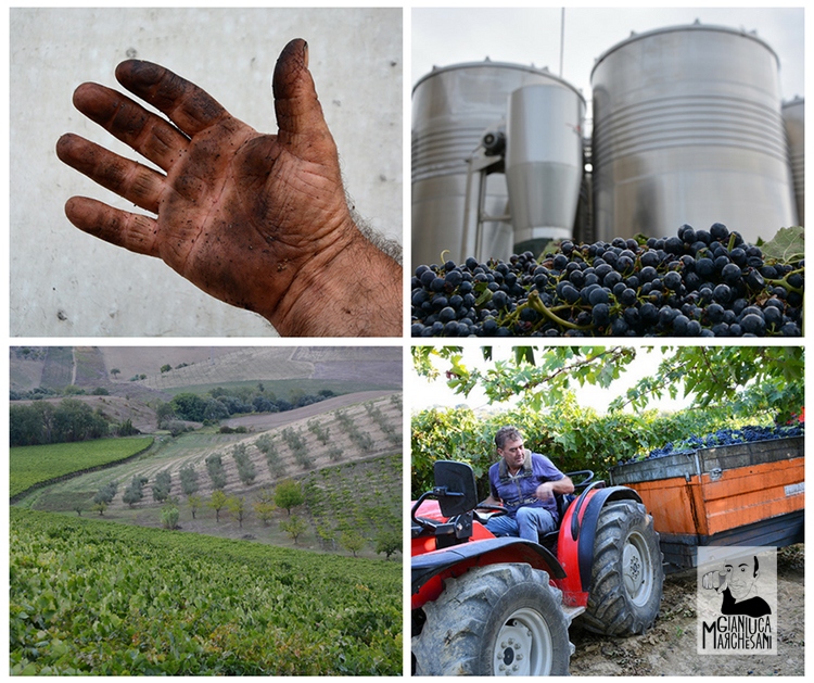 Vendemmia 2017 varie